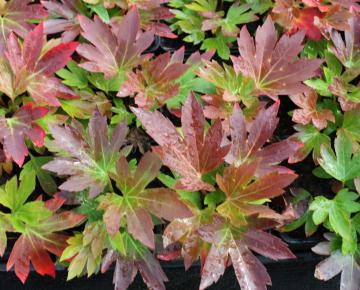 Mukdenia rossii 'Karasuba' ®