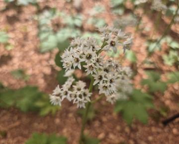 Mukdenia rossii 'Karasuba' ®