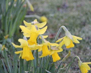 Narcissus  'Februari Gold'