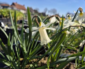 Narcissus pseudonarcissus subsp. lobularis