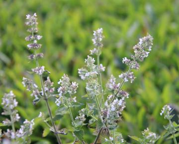 Nepeta cataria ssp. citriodora