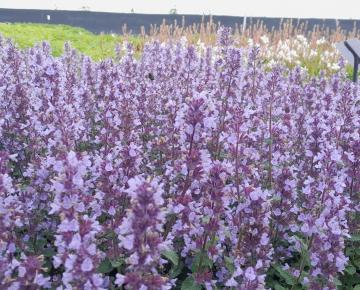 Nepeta  'Cat's Pajamas'