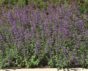 Nepeta faassenii (x) ('Senior')