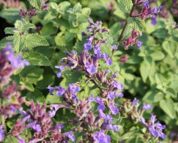 Nepeta faassenii (x) 'Blue Wonder'