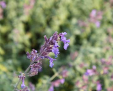 Nepeta faassenii (x) 'Dropmore'