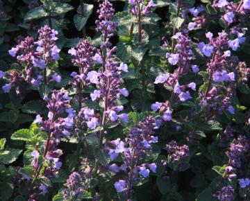 Nepeta faassenii (x) 'Purrsian Blue'