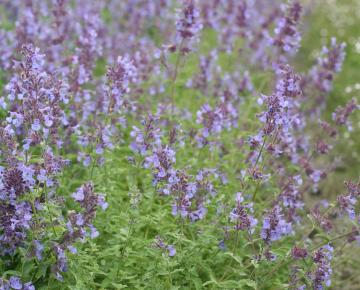 Nepeta faassenii (x) 'Walker's Low'