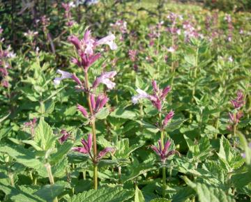Nepeta grandiflora 'Dawn to Dusk'