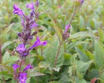 Nepeta kubanica