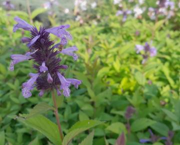 Nepeta manchuriensis 'Manchu Blue'