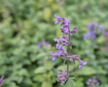Nepeta mussinii