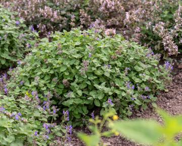 Nepeta racemosa 'Little Titch'