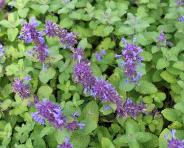Nepeta racemosa 'Odeur Citron'