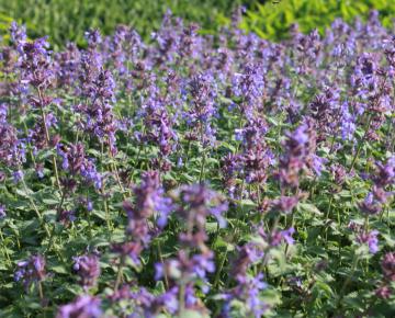 Nepeta racemosa 'Superba' (faassenii 'Superba')