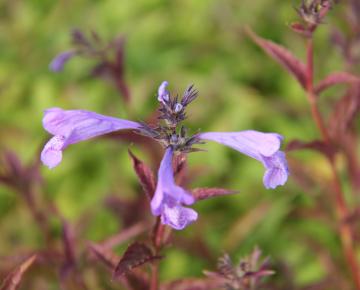 Nepeta sibirica