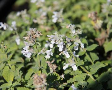Nepeta racemosa 'Snowflake'