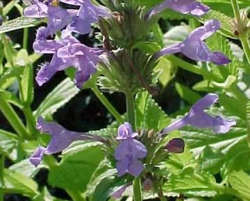 Nepeta sibirica 'Souvenir d'André Chaudron'