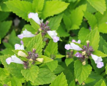 Nepeta subsessilis 'Sweet dreams'