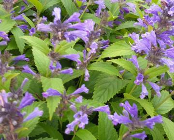 Nepeta subsessilis