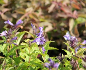 Nepeta subsessilis 'Washfield'