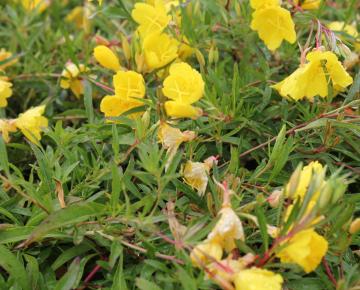 Oenothera  'African Sun' PBR