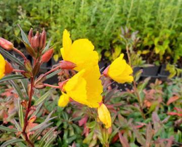 Oenothera fructicosa 'Sonnenwende'