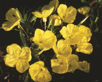 Oenothera macrocarpa
