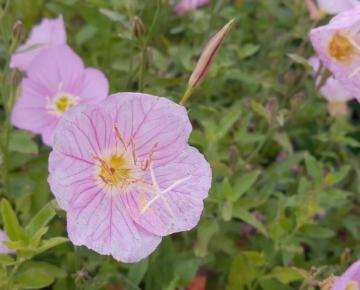 Oenothera speciosa
