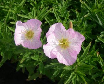 Oenothera speciosa 'Siskiyou'