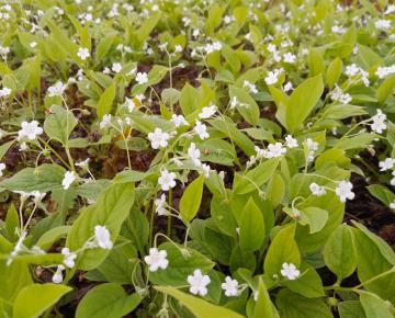 Omphalodes verna 'Alba'