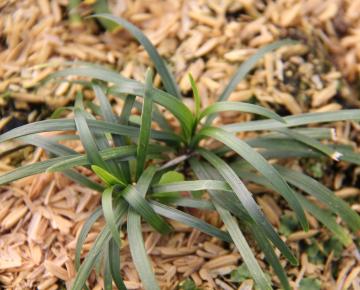 Ophiopogon japonicus 'Minor'