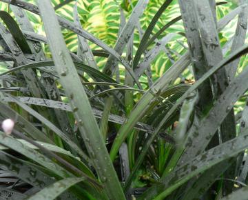 Ophiopogon planiscapus 'Black Dragon'