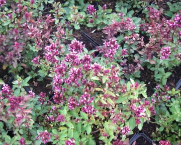 Origanum laevigatum 'Herrenhausen'