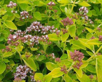 Origanum vulgare 'Aureum'