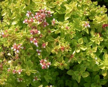 Origanum vulgare 'Thumble's Variety'