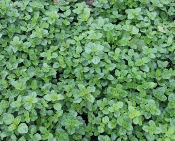 Origanum vulgare