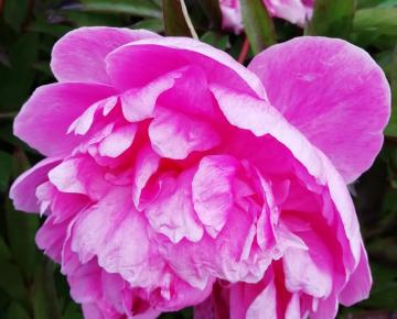 Paeonia lactiflora 'Alexander Fleming' 1l.