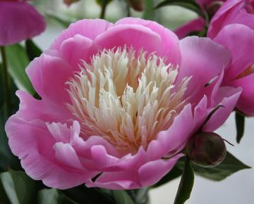 Paeonia lactiflora 'Bowl of Beauty' 1l.