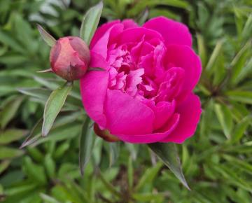 Paeonia lactiflora 'Cora Stubbs' 1l.