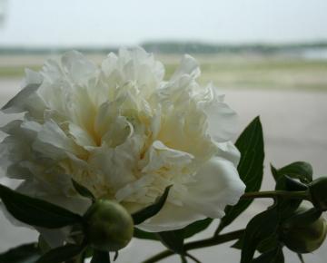 Paeonia lactiflora 'Duchesse de Nemours' 1l.