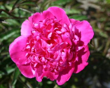Paeonia lactiflora 'Felix Crousse' 1l.