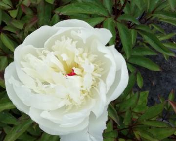 Paeonia lactiflora 'Immaculée' 1l.