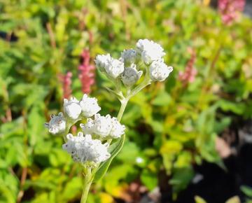 Parthenium integrifolium