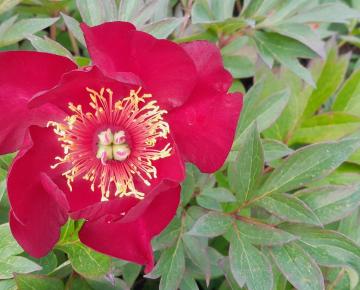 Paeonia itoh 'Scarlet Heaven' 1l.