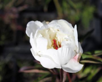 Paeonia lactiflora 'Jan van Leeuwen' 1l.