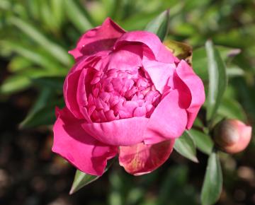 Paeonia lactiflora 'Karl Rosenfield' 1l.