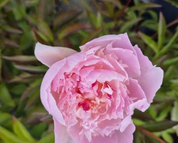 Paeonia lactiflora 'Alertie' 1l.