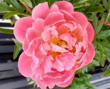Paeonia lactiflora 'Coral Charm' 1l.