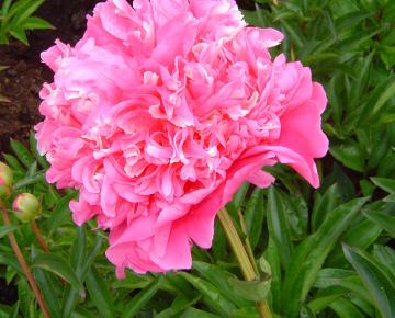 Paeonia lactiflora 'François Ortegat' 1l.