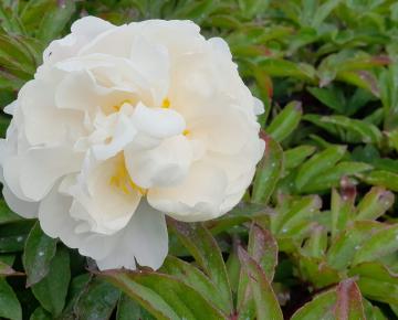 Paeonia lactiflora 'Gardenia' 1l.